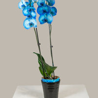 Blue Orchid Phalaenopsis – Double Stem