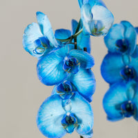 Blue Orchid Phalaenopsis – Double Stem