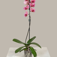 Single Stem Phalaenopsis Orchid