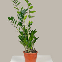 ZZ Plant (Zamioculcas zamiifolia)