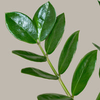 ZZ Plant (Zamioculcas zamiifolia)