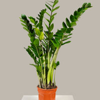 ZZ Plant (Zamioculcas zamiifolia)