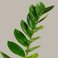 ZZ Plant (Zamioculcas zamiifolia)