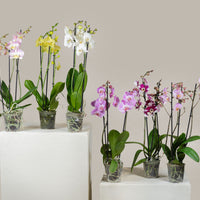 Triple Stem Phalaenopsis Orchid