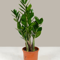 ZZ Plant (Zamioculcas zamiifolia)