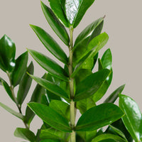 ZZ Plant (Zamioculcas zamiifolia)