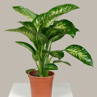 Tropic Snow (Dieffenbachia)