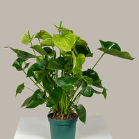 Anthurium (Samora)