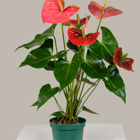 Anthurium (Colorado Pink)
