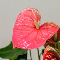Anthurium (Colorado Pink)