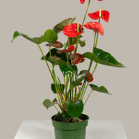 Anthurium (Jambo Red)