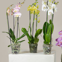 Triple Stem Phalaenopsis Orchid