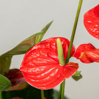 Anthurium (Jambo Red)