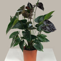 Anthurium (Black)