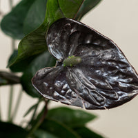 Anthurium (Black)