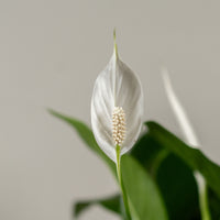 Spathiphyllum (Peace Lily)