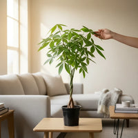 Pachira aquatica (Money Tree)