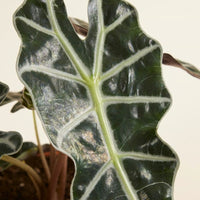 Alocasia Polly (African Mask Plant)