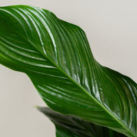 Spathiphyllum (Peace Lily)