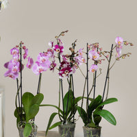 Double Stem Phalaenopsis Orchid