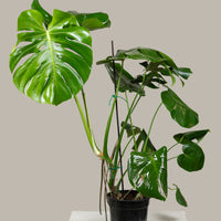 Monstera deliciosa