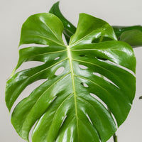 Monstera deliciosa