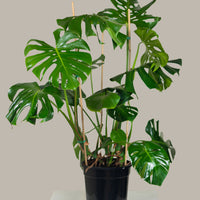 Monstera deliciosa