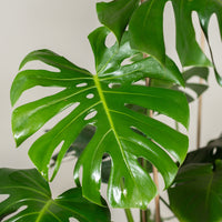 Monstera deliciosa