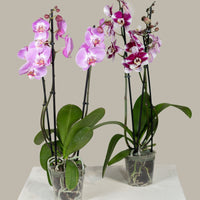 Double Stem Phalaenopsis Orchid