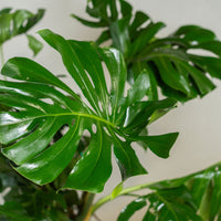 Monstera deliciosa