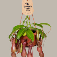 Nepenthes (Monkey Jars)