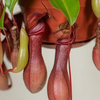 Nepenthes (Monkey Jars)