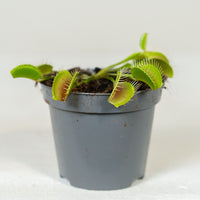 Dionaea muscipula (Venus Flytrap)