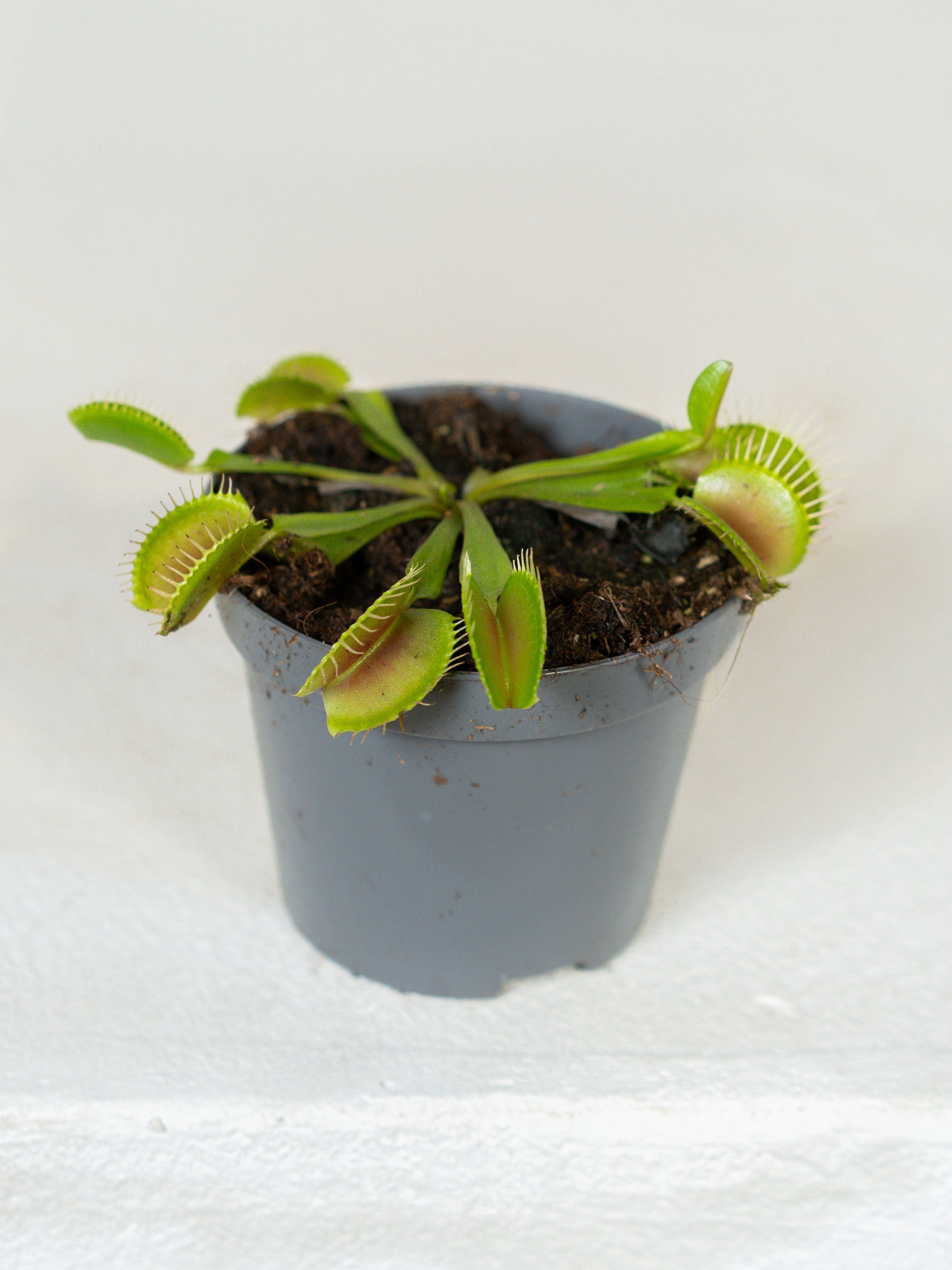succulent that looks like venus fly trap Dionaea muscipula – Venus Flytrap Carnivorous Plant