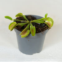 Dionaea muscipula (Venus Flytrap)