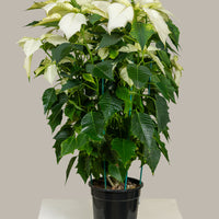 Poinsettia White (Alexandrino)