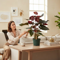 Anthurium Delicata
