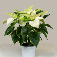 Poinsettia White (Alexandrino)