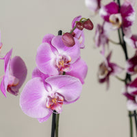 Double Stem Phalaenopsis Orchid