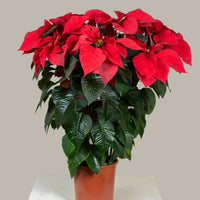 Poinsettia Red (Alexandrino)