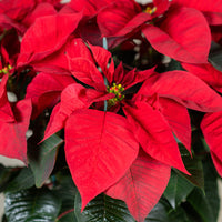 Poinsettia Red (Alexandrino)