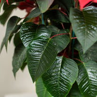 Poinsettia Red (Alexandrino)