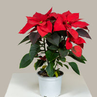 Poinsettia Red (Alexandrino)