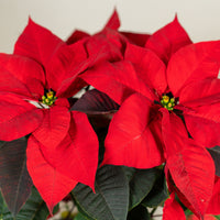 Poinsettia Red (Alexandrino)