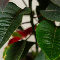 Poinsettia Red (Alexandrino)