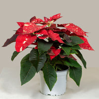 Poinsettia Glitter (Alexandrino)