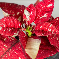 Poinsettia Glitter (Alexandrino)