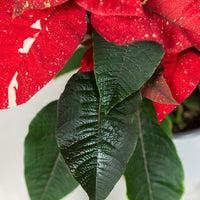 Poinsettia Glitter (Alexandrino)