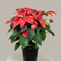 Poinsettia Glitter (Alexandrino)