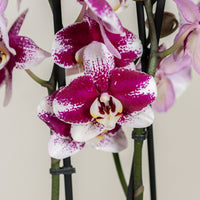 Double Stem Phalaenopsis Orchid